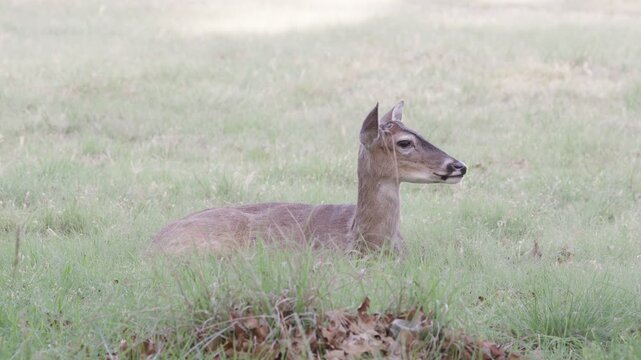 White-tailed deer resting in an urban backyard