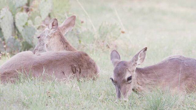 Two white-tailed deer laying down in grass and cactus