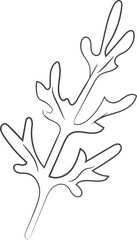 Obraz premium Arugula Leaf Outline Sketch