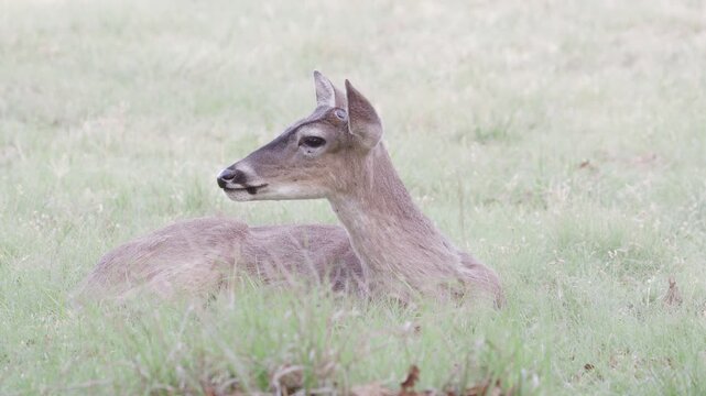 Young white-tailed buck deer with antler nubs ln grassy green field