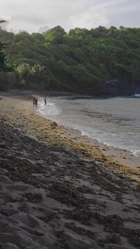 Vertical View of Plage de l&rsquo;Anse l&rsquo;Etang in Martinique: Textural Beach with Seaweed and Tourists with Fishermen in Distance