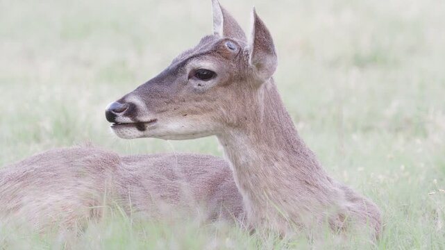 Young white-tailed buck deer with antler nubs ln grassy green field