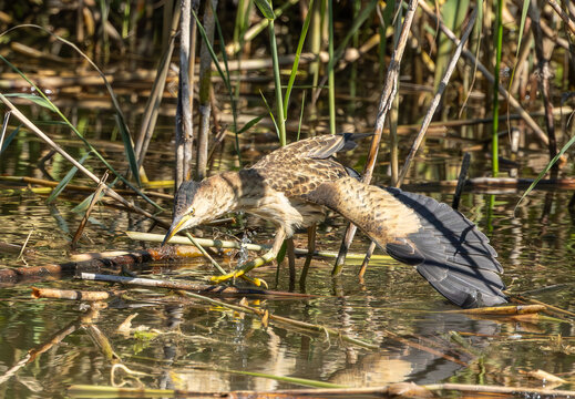 a juvenile of little bittern resting on the branch / Ixobrychus minutus