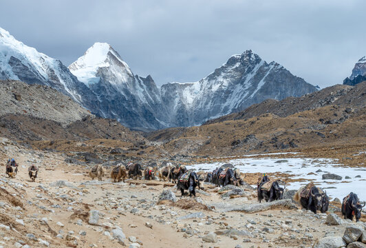 Yaks on the trail near Everest Base Camp in Nepal