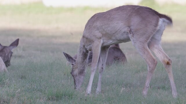 Small herd of white-tailed deer in urban backyard