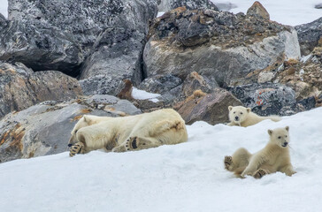 Polar bear (Ursus maritimus) mother and twin cubs on the pack ice, north of Svalbard Arctic Norway © Badr