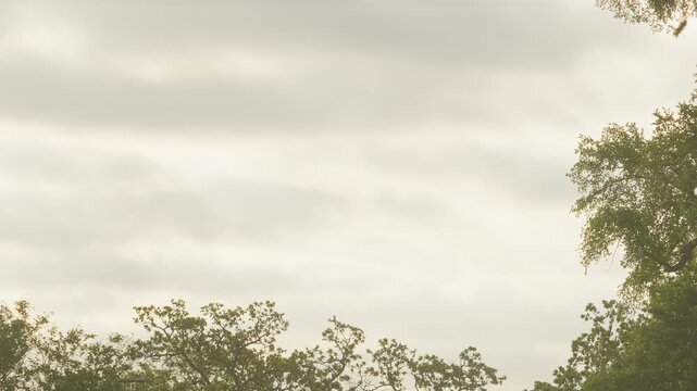 Green tree tops and a cloudy springtime sky