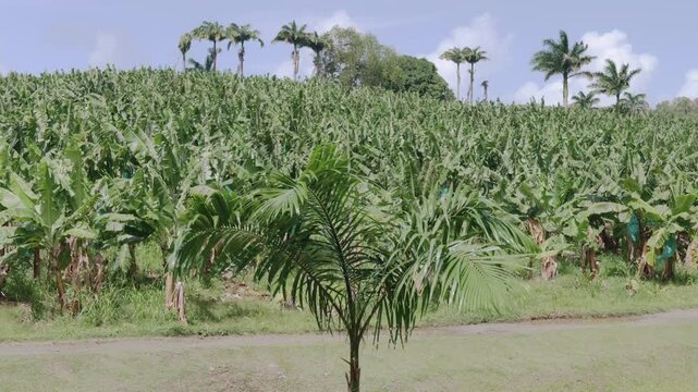 Vibrant Banana Plantation in Martinique: Lush Tropical Agriculture with Blue Protective Bags and Palm Trees under Caribbean Sky