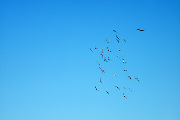 Obraz premium 空飛ぶ鳩の群れ