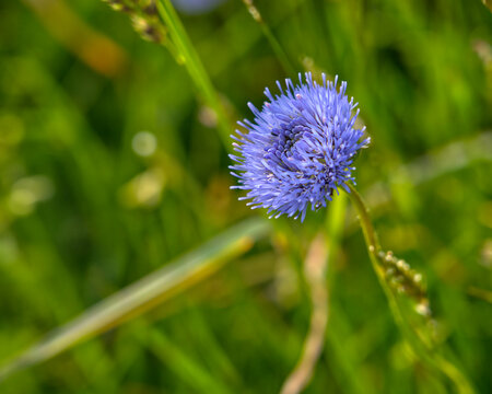 Sheep's-bit (Jasione montana), a wildflower often found in dry, grassy areas and heathlands. 