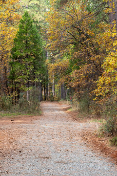 Forest path with autumn leaves in a wooded area