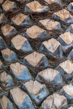 Details of a pine tree trunk showing bark patterns