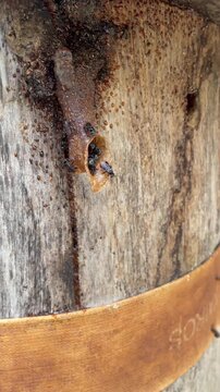 Natural Trigona Bee Nest Structure on Wooden Texture Closeup