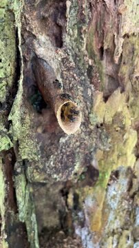 Trigona Stingless Bee Colony Nest on Rustic Wooden Background