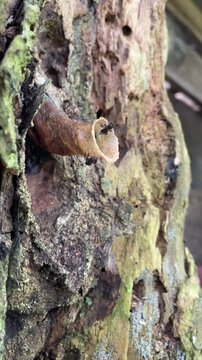Wild Trigona Stingless Bee Hive Growing on Wooden Material
