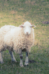Obraz premium Farmland around Cresswell Pond Nature Reserve behind Druridge Bay Sand Dunes, Northumberland, March 2026