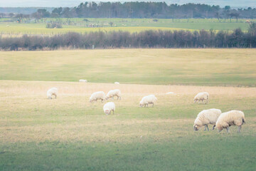 Fototapeta premium Farmland around Cresswell Pond Nature Reserve behind Druridge Bay Sand Dunes, Northumberland, March 2026