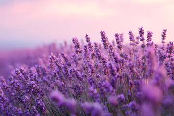 Obraz premium Lavender flowers glowing in soft sunset light, creating a dreamy seasonal background