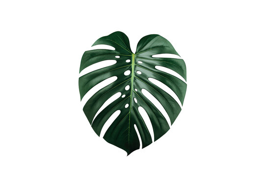 Monstera deliciosa leaf, exotic tropical foliage with unique holes, green plant transparent background