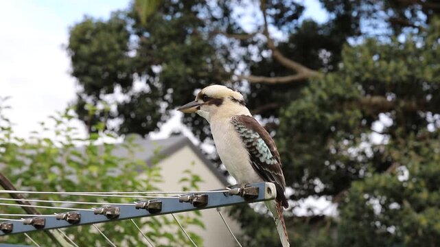 Beautiful wild Kookaburra sitting on the clothesline, Queensland, Australia.