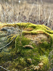 Obraz premium Detailed macro of green moss growing on rock in natural environment.