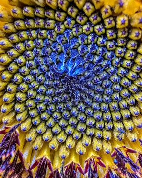 Sunflower Center Macro with Spiral Pattern