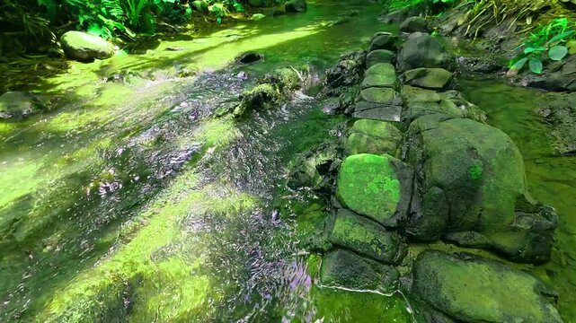 Sunny and vibrant river stream flowing through lush tropical jungle