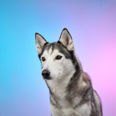 Fototapeta premium A close-up of a Siberian Husky against a gradient background of blue and pink hues. The dog's striking features and intense gaze highlight its majestic presence.