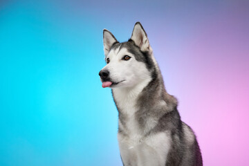 Fototapeta premium A Siberian Husky strikes an expressive pose against a gradient backdrop of pink and blue. The combination of its animated demeanor and detailed fur texture creates a captivating image.