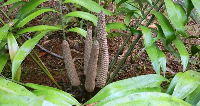 Cycad (Zamia sp.) growing wild in the rainforest on the Osa Peninsula, Costa Rica. A fertile specimen with male cones
