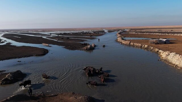 The Al-Jubaysh Marshes, located in Dhi Qar, Iraq, are part of the Mesopotamian marshlands, one of the world's largest wetland ecosystems. Known for their rich biodiversity, these marshes are home to u