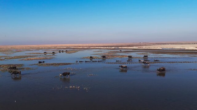 The Al-Jubaysh Marshes, located in Dhi Qar, Iraq, are part of the Mesopotamian marshlands, one of the world's largest wetland ecosystems. Known for their rich biodiversity, these marshes are home to u