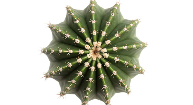 The vibrant green cactus with sharp spines and white areoles grows naturally in the desert.