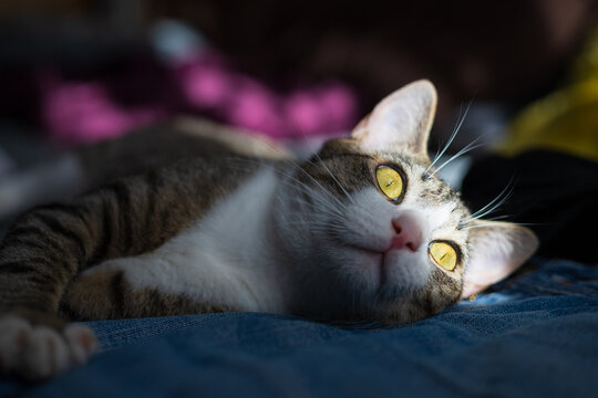 Gato atrigrado con ojos iluminados por el sol