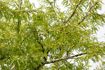 Fototapeta premium Fresh green amla fruits growing naturally on a tree.