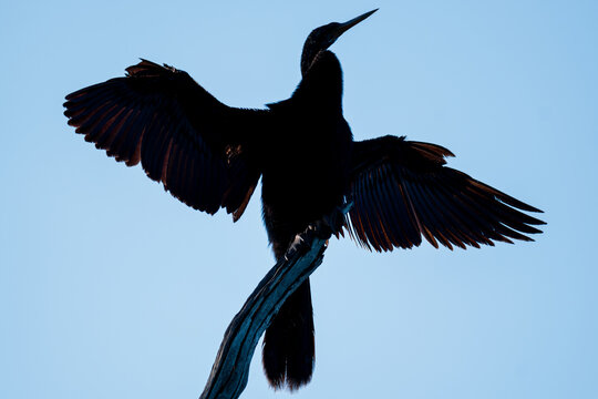 Anhinga silhouette perched with wings spread against blue sky