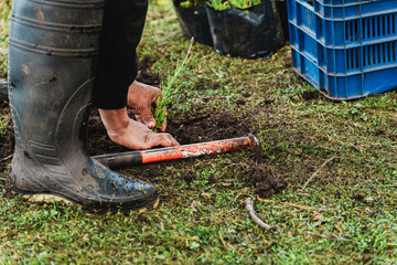 Obraz premium Farmworker planting young seedling into healthy soil