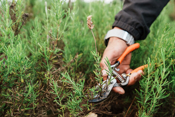 Fototapeta premium Farmworker hand pruning lavender plant with shears