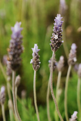 Fototapeta premium Lavender flowers blooming in a natural green garden