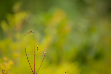 木の枝に止まっているトンボ © Kazuki Yamada