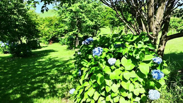 光あふれる午後の公園。青いアジサイが揺れる穏やかな時間。
「鮮やかな青いアジサイ、風に揺れる花びらと緑の葉のコントラスト。」
阿蘇郡西原村(萌の里)
A park bathed in sunlight on a sunny afternoon. A peaceful time with blue hydrangeas swaying in the breeze.