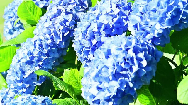 心まで染まる、深く鮮やかな青。咲き誇る初夏のアジサイ。
「鮮やかな青いアジサイのアップ。風に揺れる花びらと緑の葉のコントラスト。」
阿蘇郡西原村(萌の里)
A deep, vibrant blue that stains the heart. Hydrangeas in full bloom in early summer.