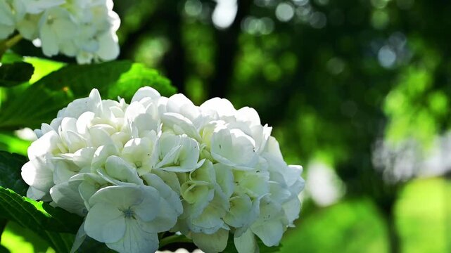 初夏を彩る、光とアジサイのシンフォニー。
「自然豊かな公園に咲き誇る、満開の白いアジサイ。」
阿蘇郡西原村(萌の里)
A symphony of light and hydrangeas, coloring the early summer.
"White hydrangeas in full bloom, flourishing in a park rich in nature."