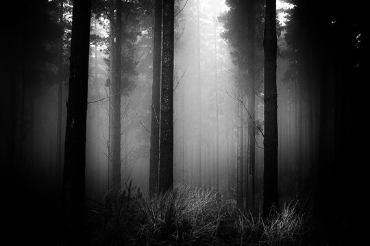 Black and white forest in the fog and mist, pine trees and light shing through.