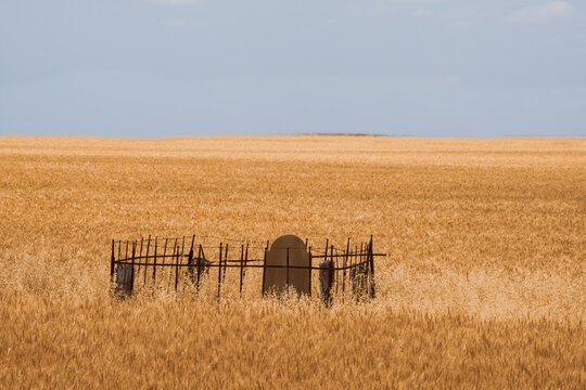 Cemetery with gravestone in the centre of a wheat field, asleep in the glorious open fields. South Australia.