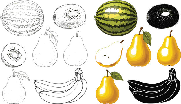 Fruit illustration set with watermelon, kiwi, pear and banana in outline and colored styles vector collection
