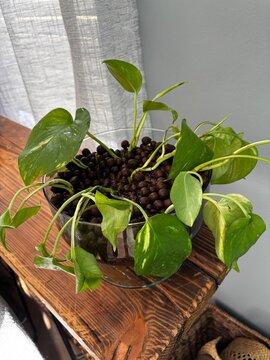 pothos propagation cuttings in glass bowl filled with volcanic clay on wooden shelf