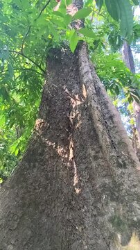 Big tree in the rainforest. Jungle in Thailand. Beautiful nature. Nam Phut Thap Lao National Park, Chaiyaphum Province, Thailand.