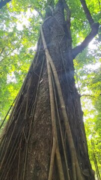 Big tree in the rainforest. Jungle in Thailand. Beautiful nature. Nam Phut Thap Lao National Park, Chaiyaphum Province, Thailand.