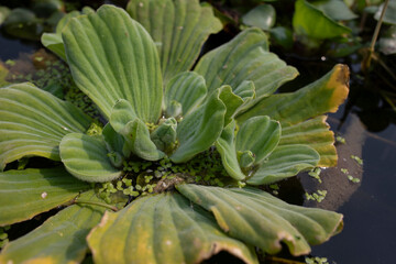 Fototapeta premium Pistia stratiote - Water lettuce